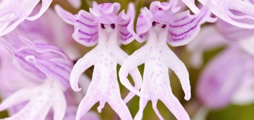 Орхидея «Голый человечек» (Orchis Italica)